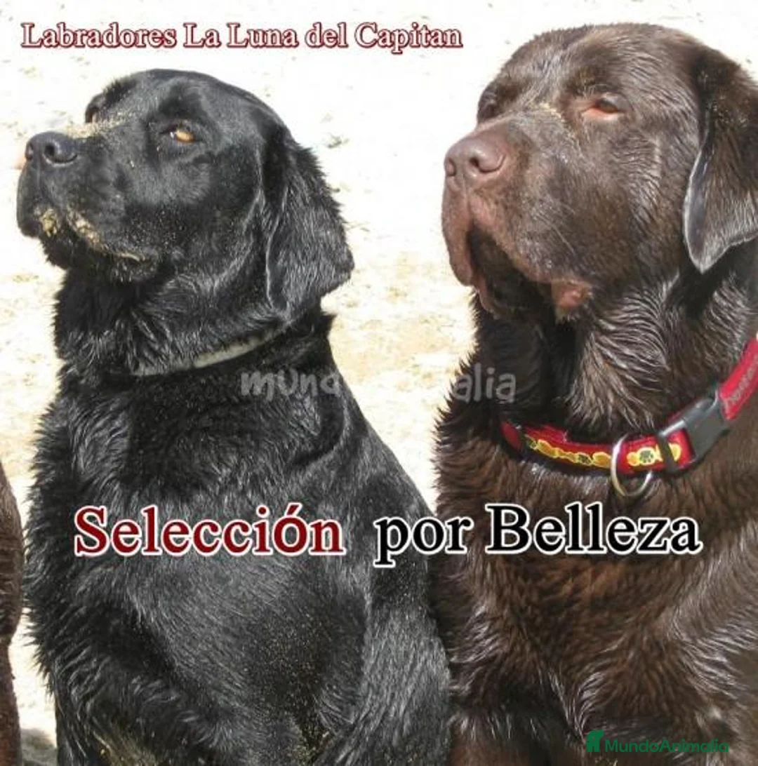 Imagen de galería {{count}}