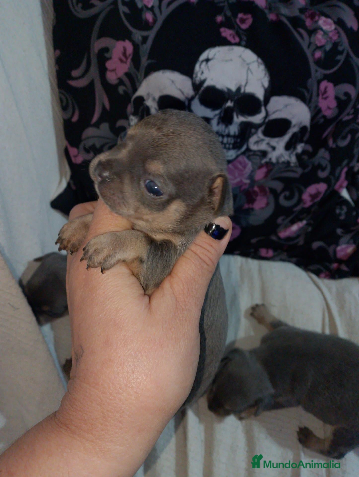 Raza Mixta perros Chipim azules y lilac - Anuncio 16