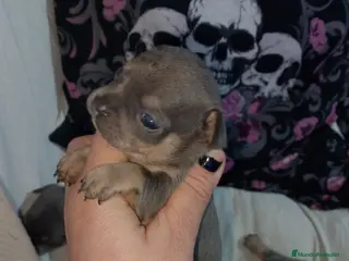Raza Mixta perros Chipim azules y lilac - Anuncio 16