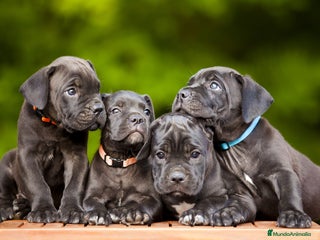 Cane Corso perros en Sevilla - Anuncio 5