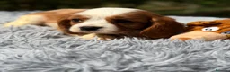 Cavalier King Charles Spaniel perros en venta: Cavalier Blenheim Macho  - Anuncio 2