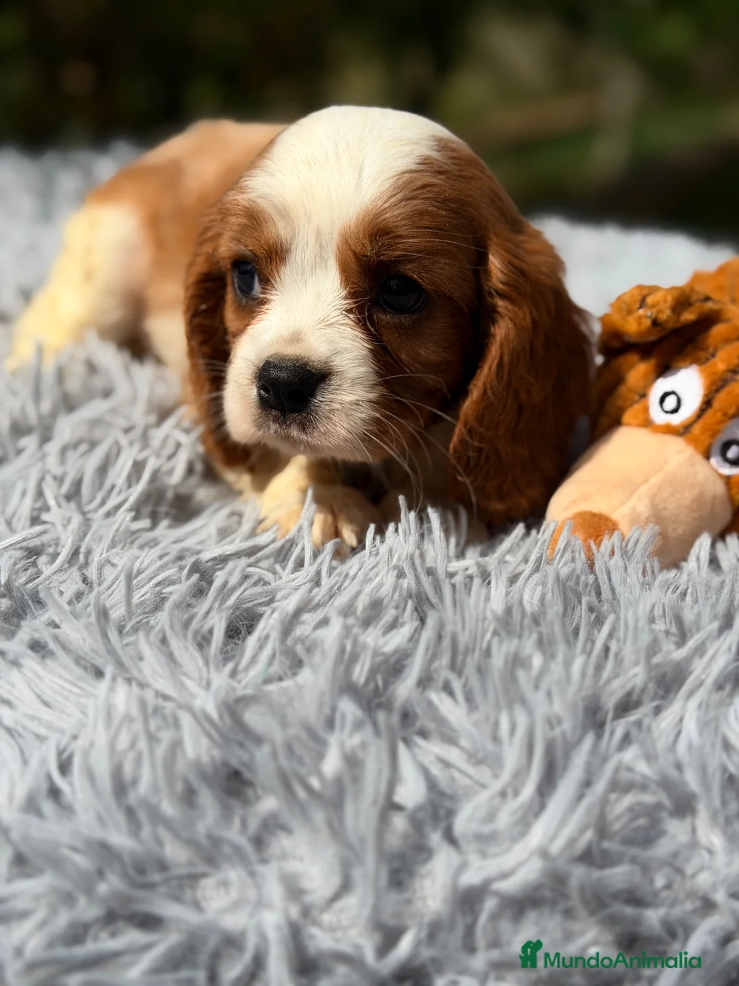 Cavalier King Charles Spaniel perros en venta: Cavalier Blenheim Macho  - Anuncio 2
