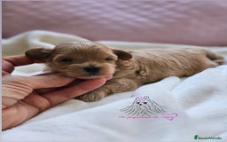 Maltipoo perros en venta: HEMBRITAS MALTIPOO ASIÁTICO  - Imagen 1
