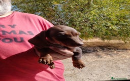 Teckel Miniatura perros en venta: Teckel miniatura pelo corto - Imagen 6