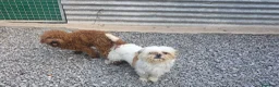 Shihpoo perros en venta: Shihpoo - Anuncio 1