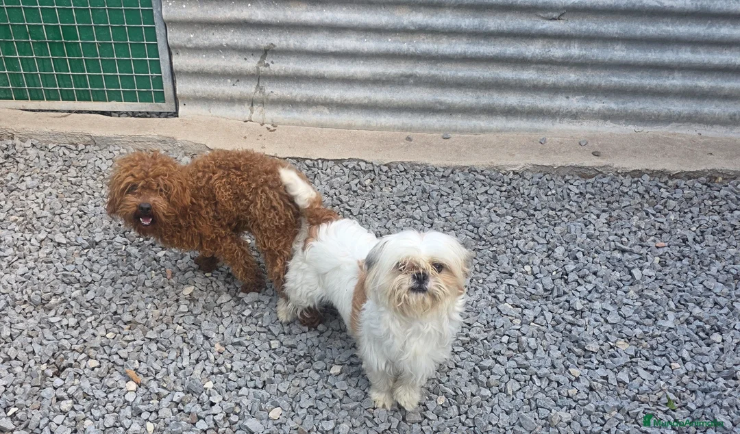 Shihpoo perros en venta: Shihpoo - Anuncio 1
