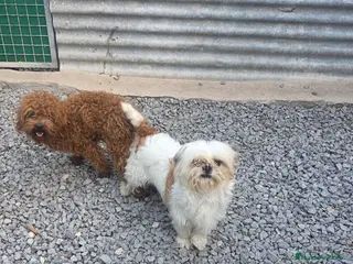 Shihpoo perros Shihpoo - Anuncio 1