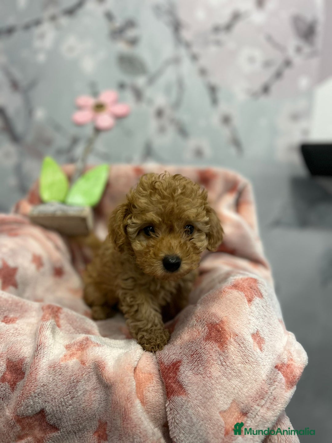 Caniche Toy perros en venta: Caniche toy  - Anuncio 4