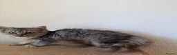 Raza Mixta gatos en venta: Brithis con mestizo  - Anuncio 4