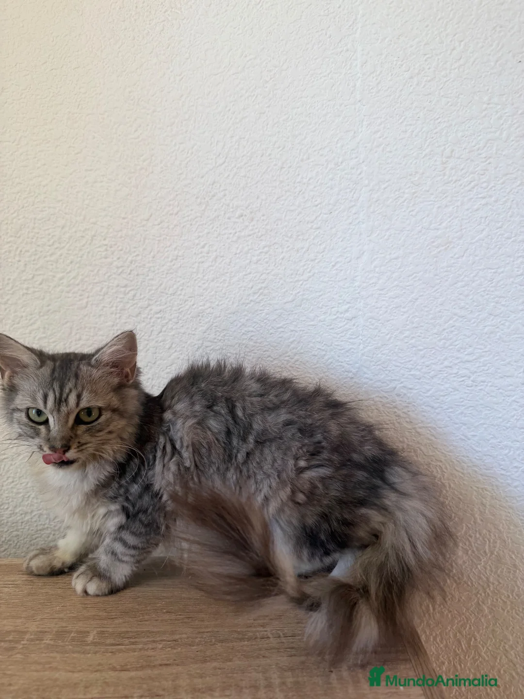 Raza Mixta gatos en venta: Brithis con mestizo  - Anuncio 4