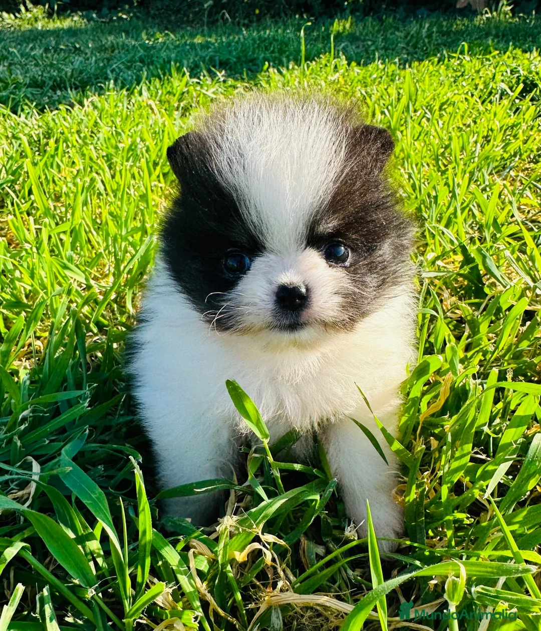 Imagen de galería {{count}}