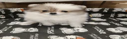 Pomerania perros en venta: Pomerania Toy - Anuncio 6