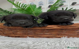 Labrador Retriever perros en venta: LABRADOR MACHO - Imagen 13