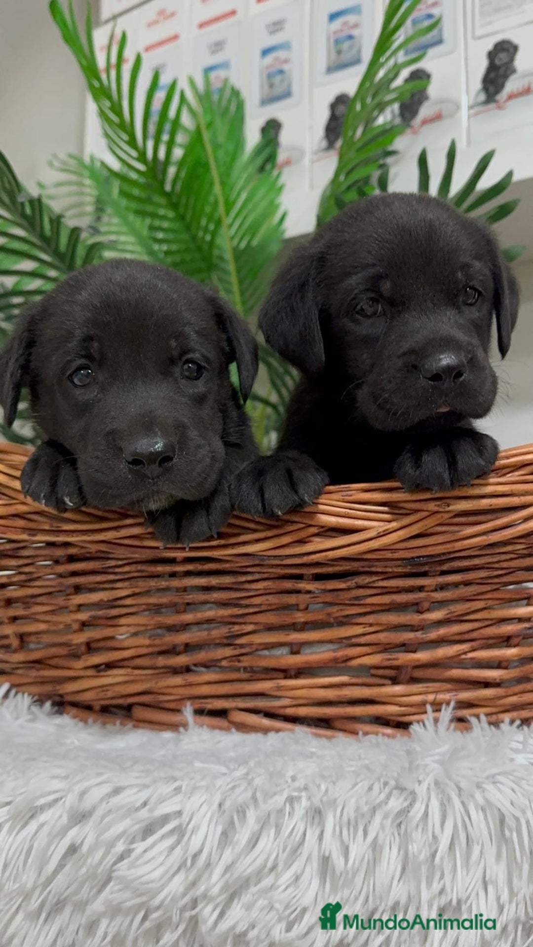 Labrador Retriever perros en venta: LABRADOR MACHO - Imagen 13