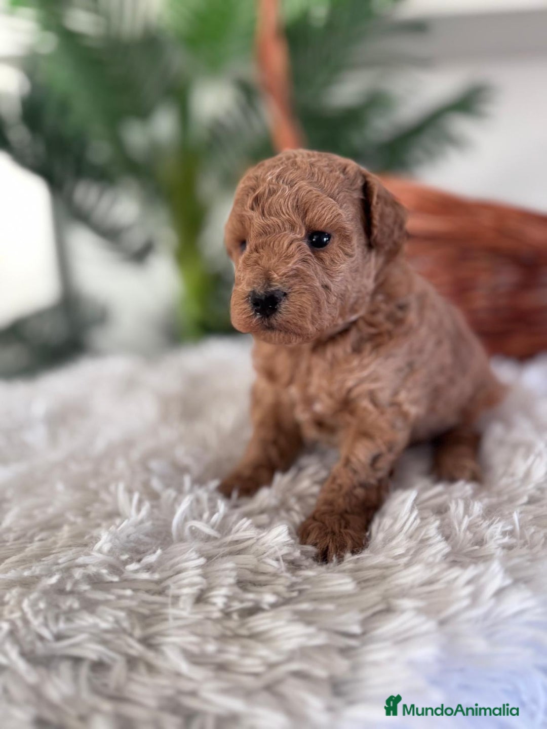 Caniche Toy perros en venta: CANICHE TOY - Anuncio 7