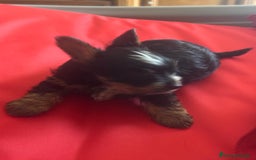 Biewer Yorkshire Terrier a la Pom Pon perros en venta: Biewer yorkshire  - Imagen 3