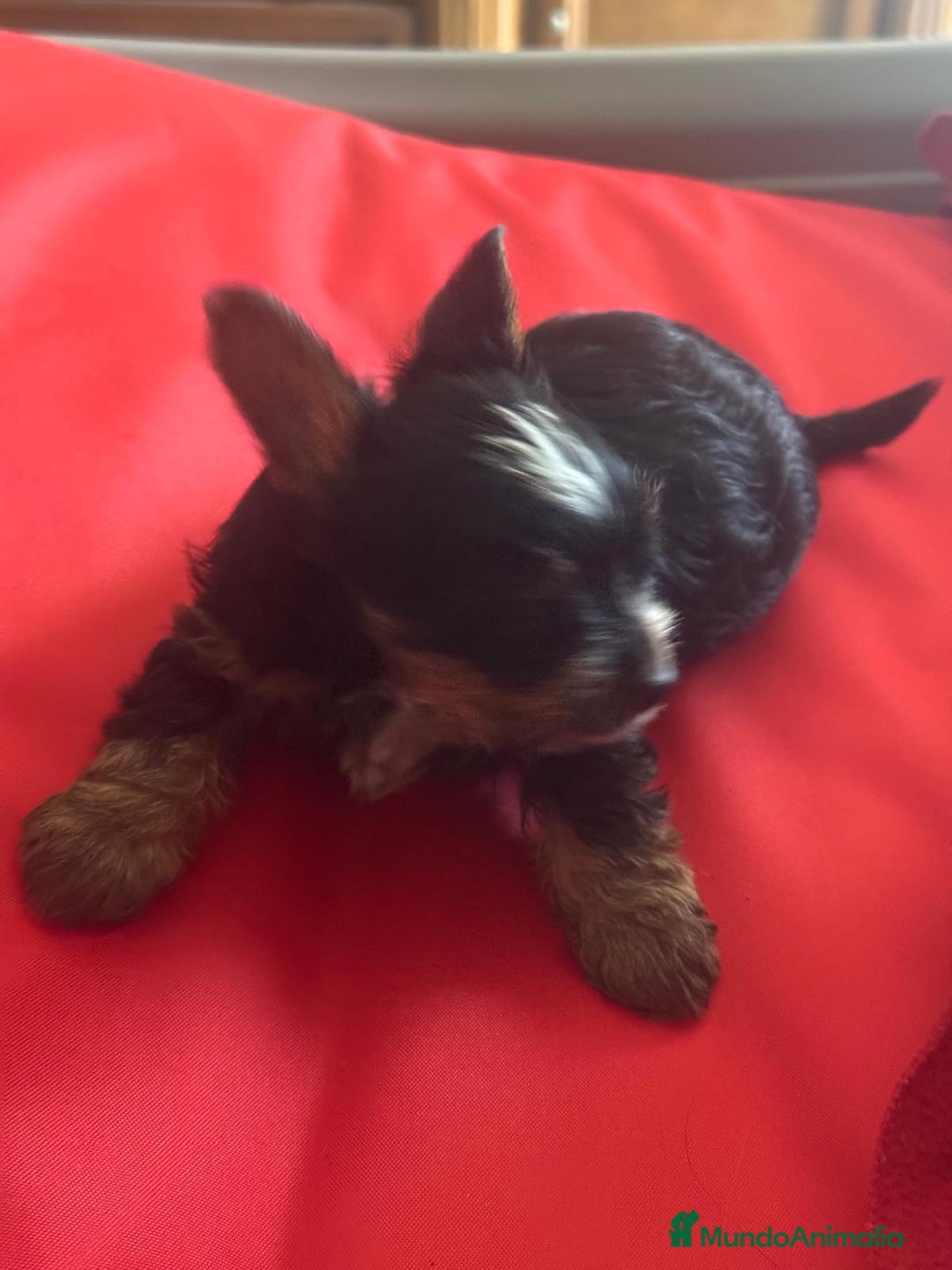 Biewer Yorkshire Terrier a la Pom Pon perros en venta: Biewer yorkshire  - Imagen 3
