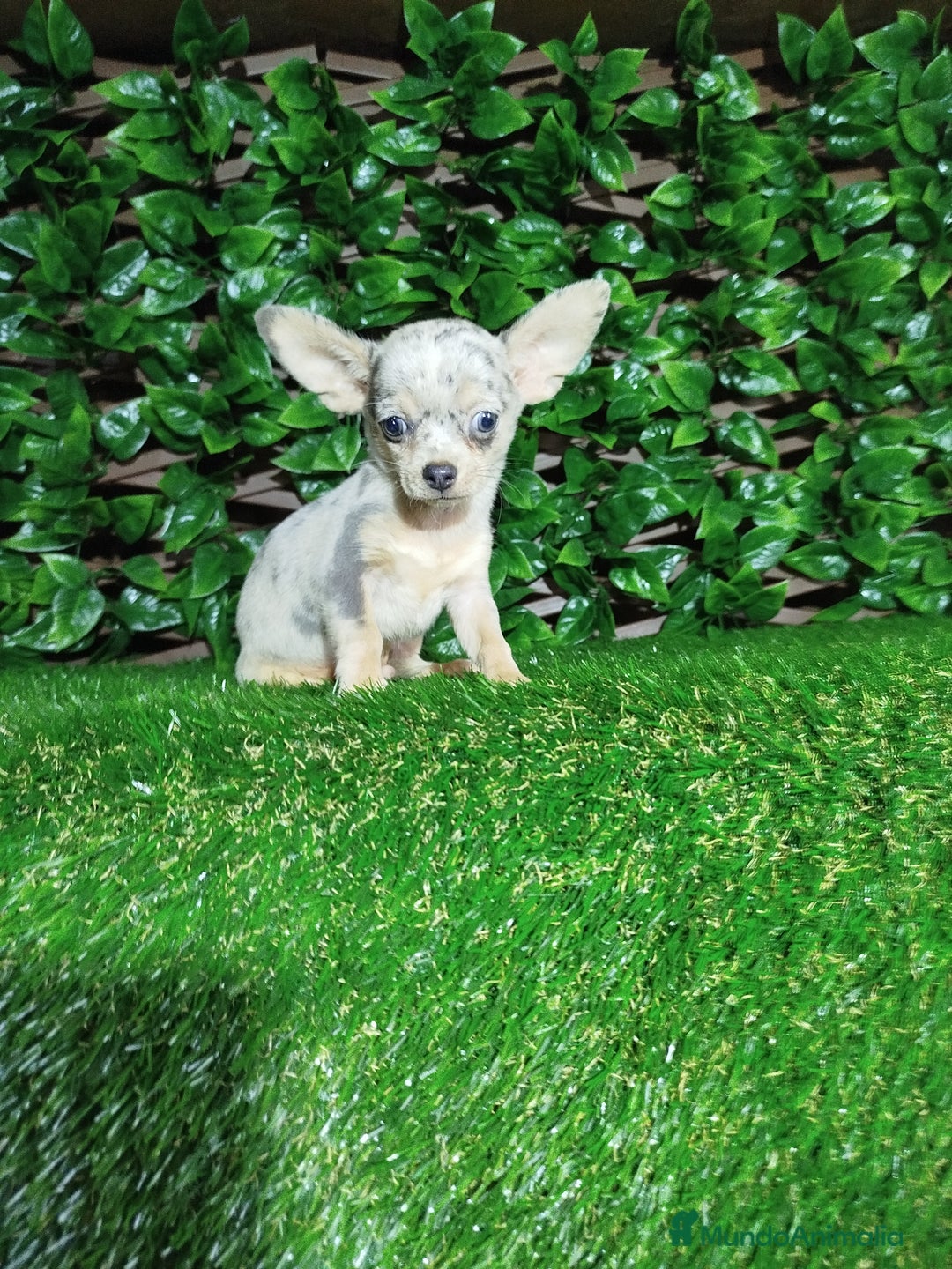Chihuahua perros en venta: Chihuahua toy  - Anuncio 2