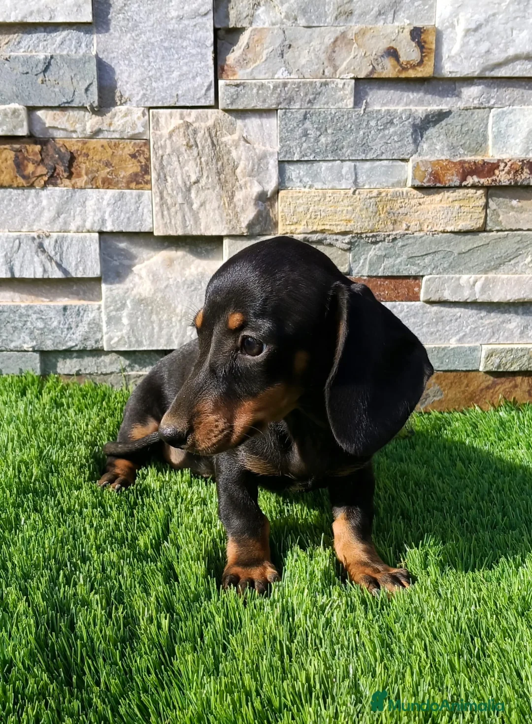 Teckel Miniatura perros en venta: Teckel Macho Negro y Fuego - Anuncio 4