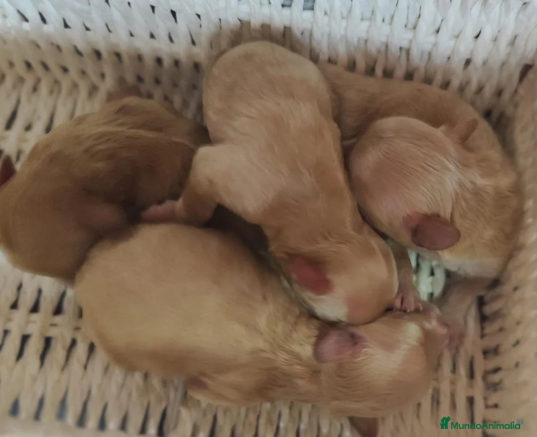 Maltipoo perros en venta: Maltipoo  - Anuncio 5