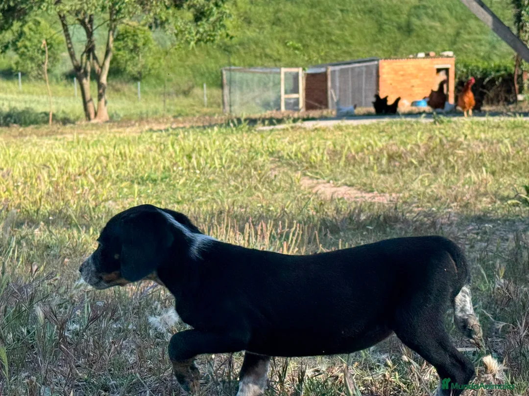 Raza Mixta perros en venta: Perro de caza raza Tobías (conejero) - Anuncio 2