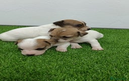 Jack Russell Terrier perros en venta: Jack Russell Terrier  - Imagen 2