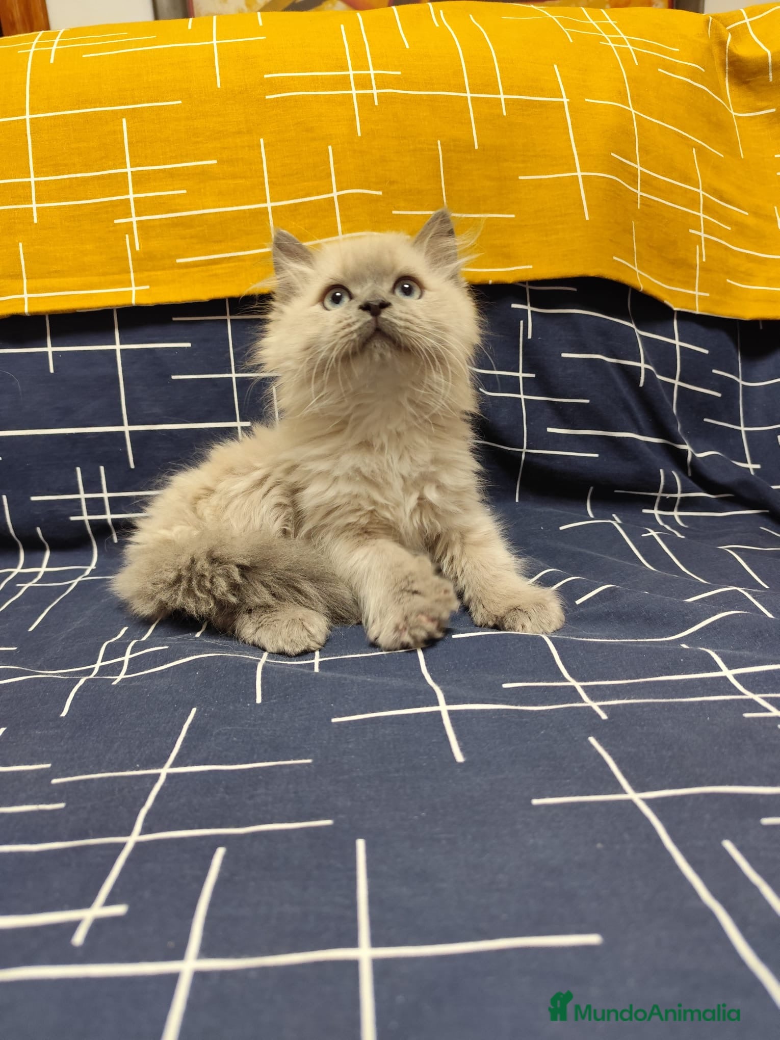 Sagrado de Birmania gatos Birmanos 641387649 - Anuncio 2