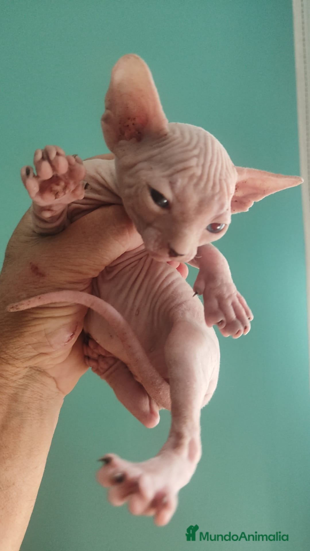Británico de Pelo Corto gatos en venta: Sphynx calidad y selección  - Imagen 5