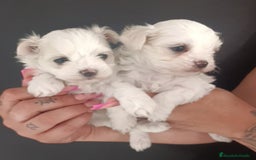 Bichón Maltés perros en venta: Bichón maltés toys y varias razas de gran calidad  - Imagen 2