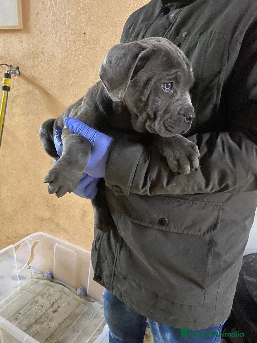 Cane Corso perros en venta: Cane Corso - Anuncio 2