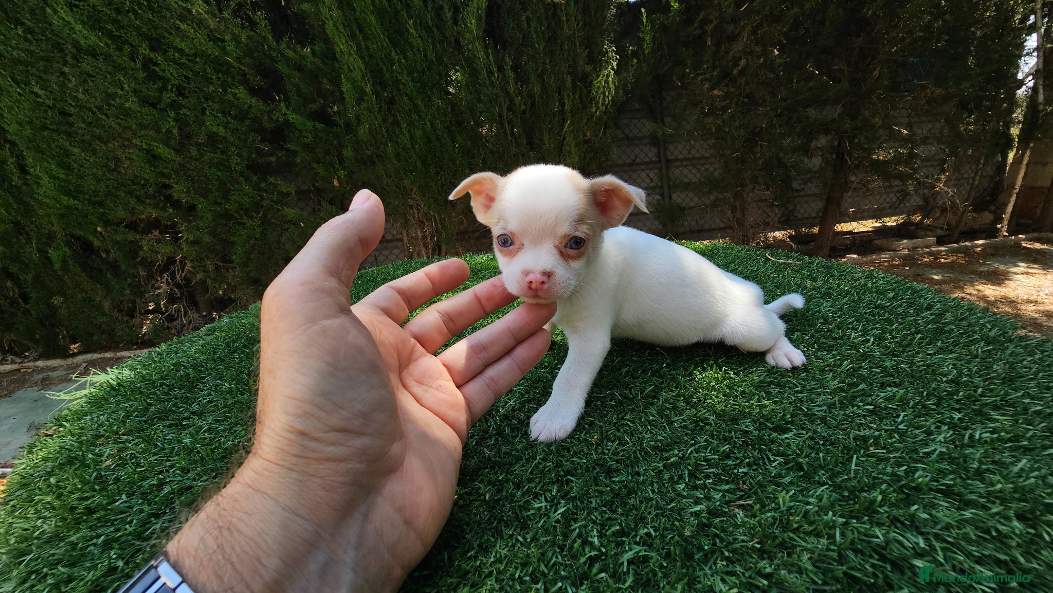 Chihuahua perros Bonito chihuahua mini - Anuncio 1