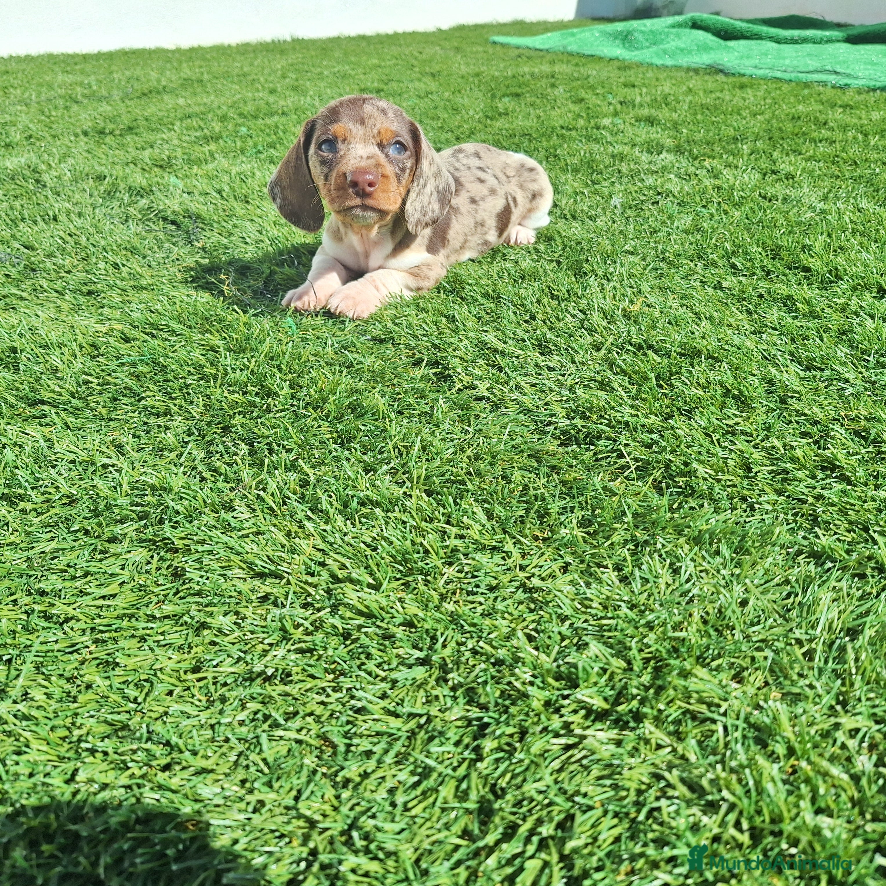 Teckel Miniatura perros TECKEL KANINCHEN & MINIATURA ARLEQUIN  - Anuncio 36