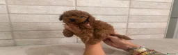 Caniche Enano perros en venta: caniche enano  - Anuncio 2