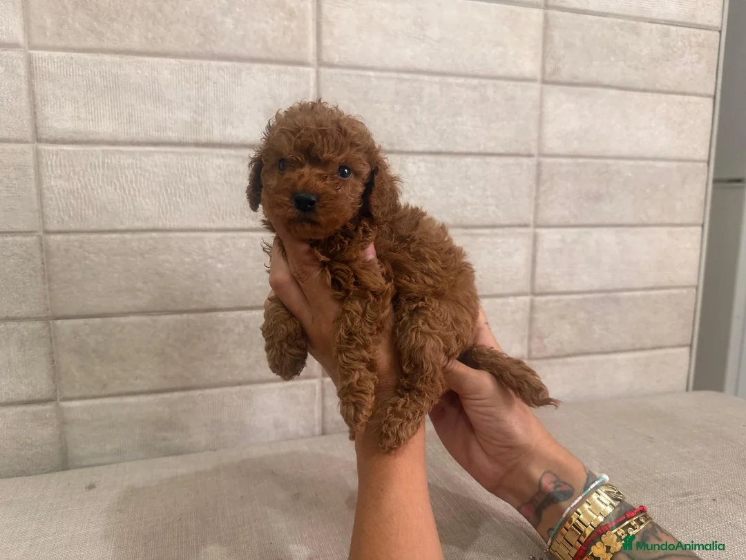 Caniche Enano perros en venta: caniche enano  - Anuncio 2