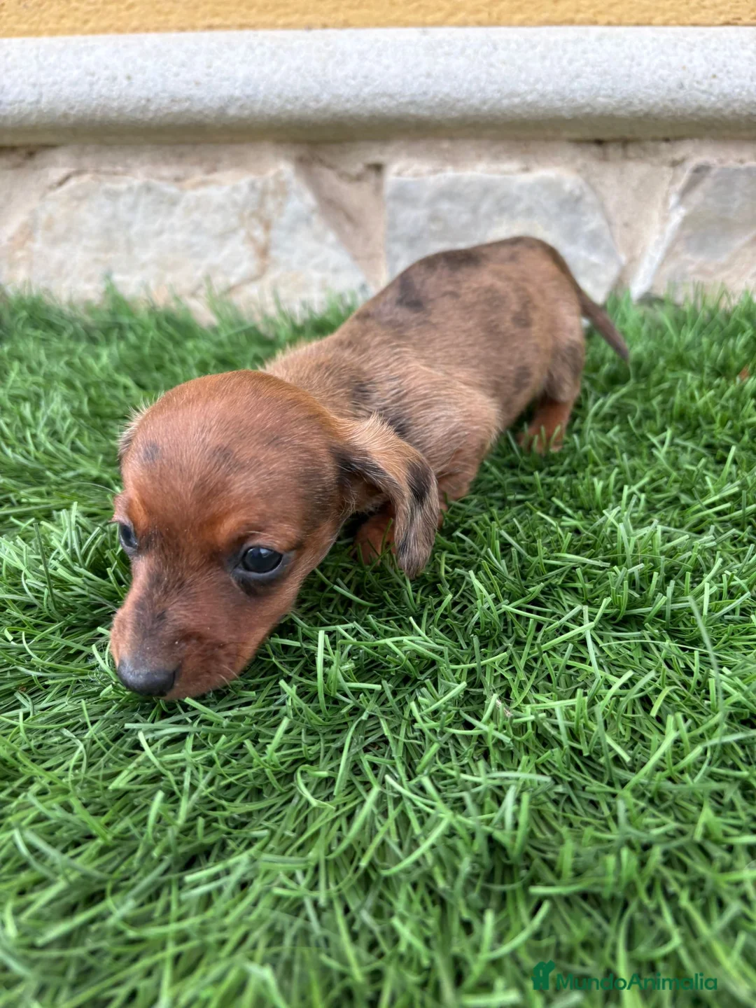 Teckel Miniatura perros en venta: Teckel Kaninchen merle chocolate diluido  - Anuncio 8