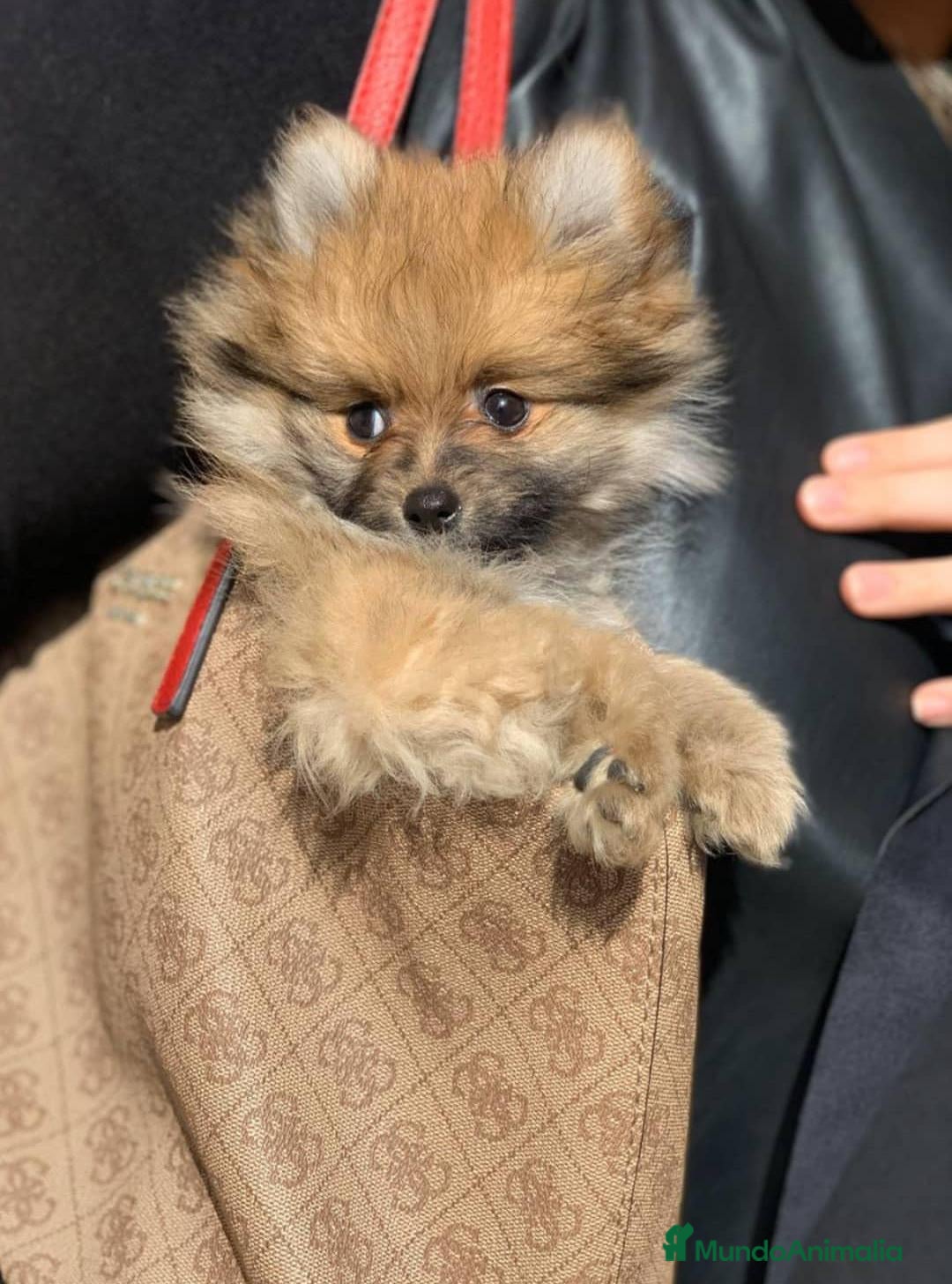 Pomerania perros en venta: Cachorros Pomerania ¡700€ PRECIO REAL! - Anuncio 2