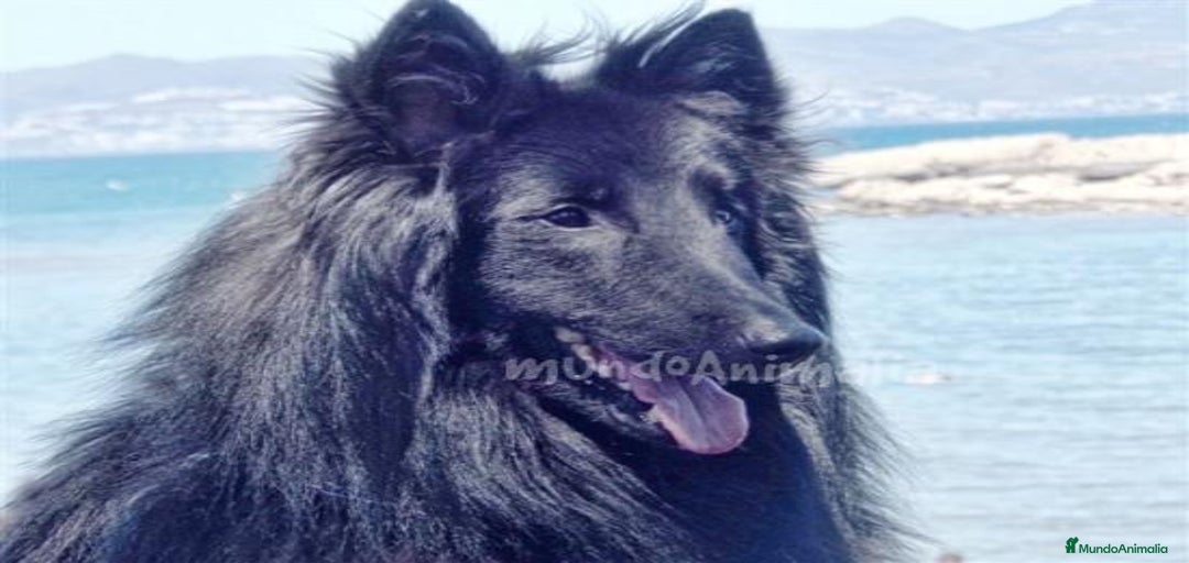 Imagen de galería {{count}}