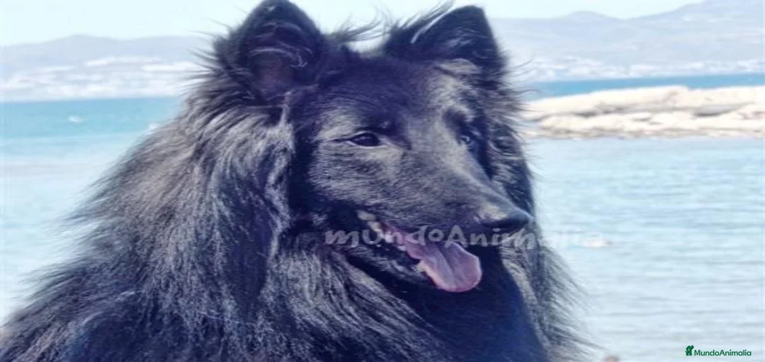 Imagen de galería {{count}}