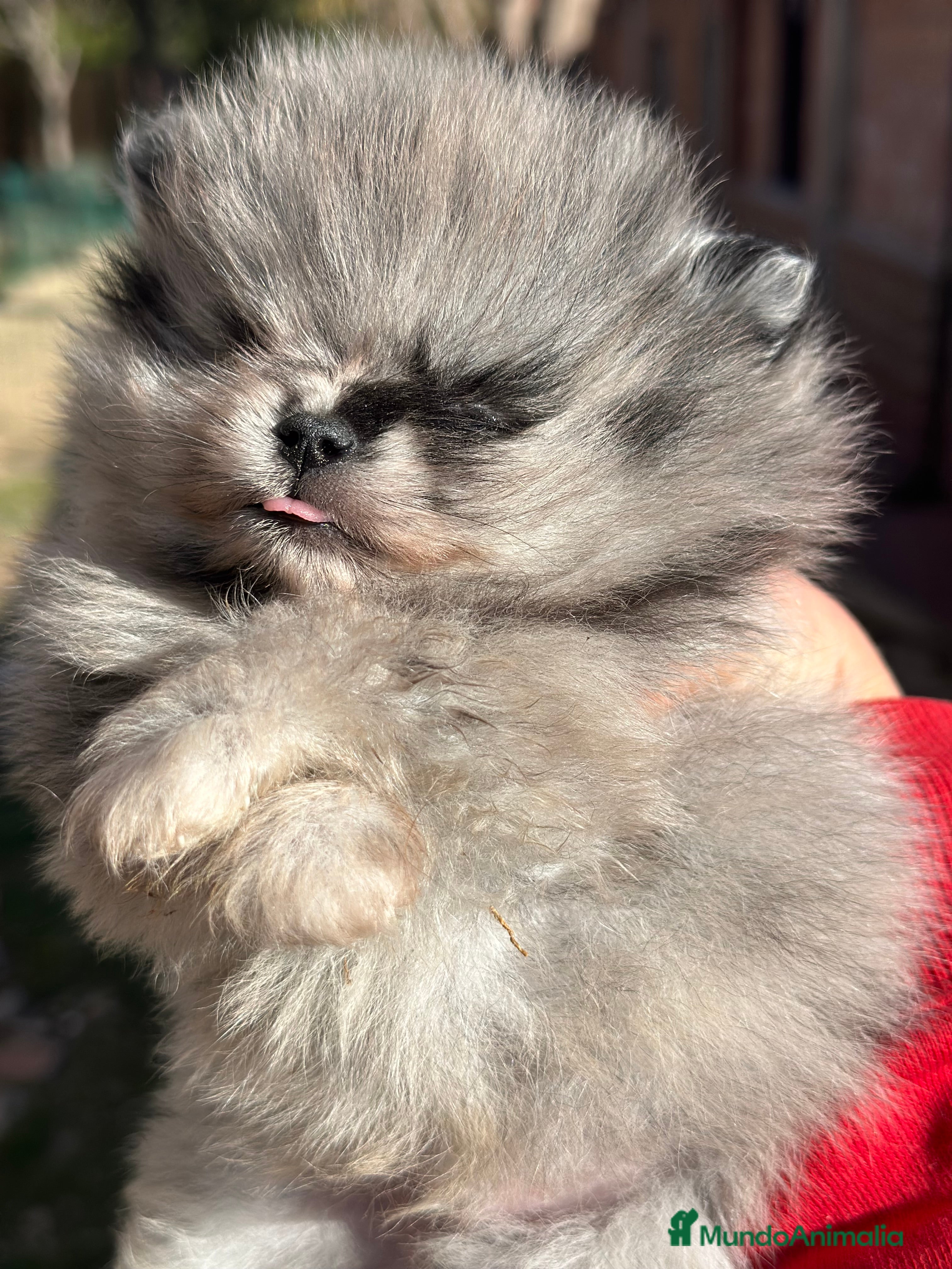 Pomerania perros IMPRESIONANTE POMERANIAN TOY MERLE - Anuncio 20