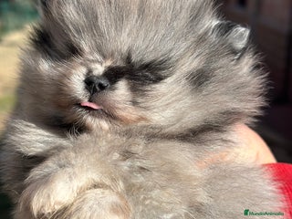 Pomerania perros IMPRESIONANTE POMERANIAN TOY MERLE - Anuncio 1