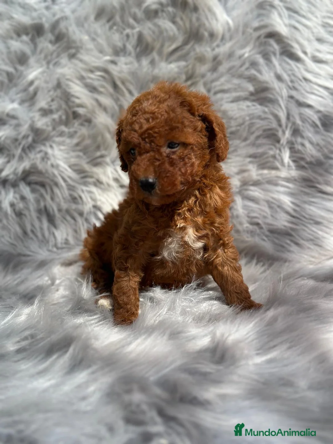 Caniche Toy perros en venta: Caniche rojo  en Barcelona - Anuncio 5