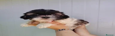Shih Tzu Cachorro 3