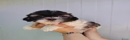 Shih Tzu perros en venta: shih tzu - Anuncio 2
