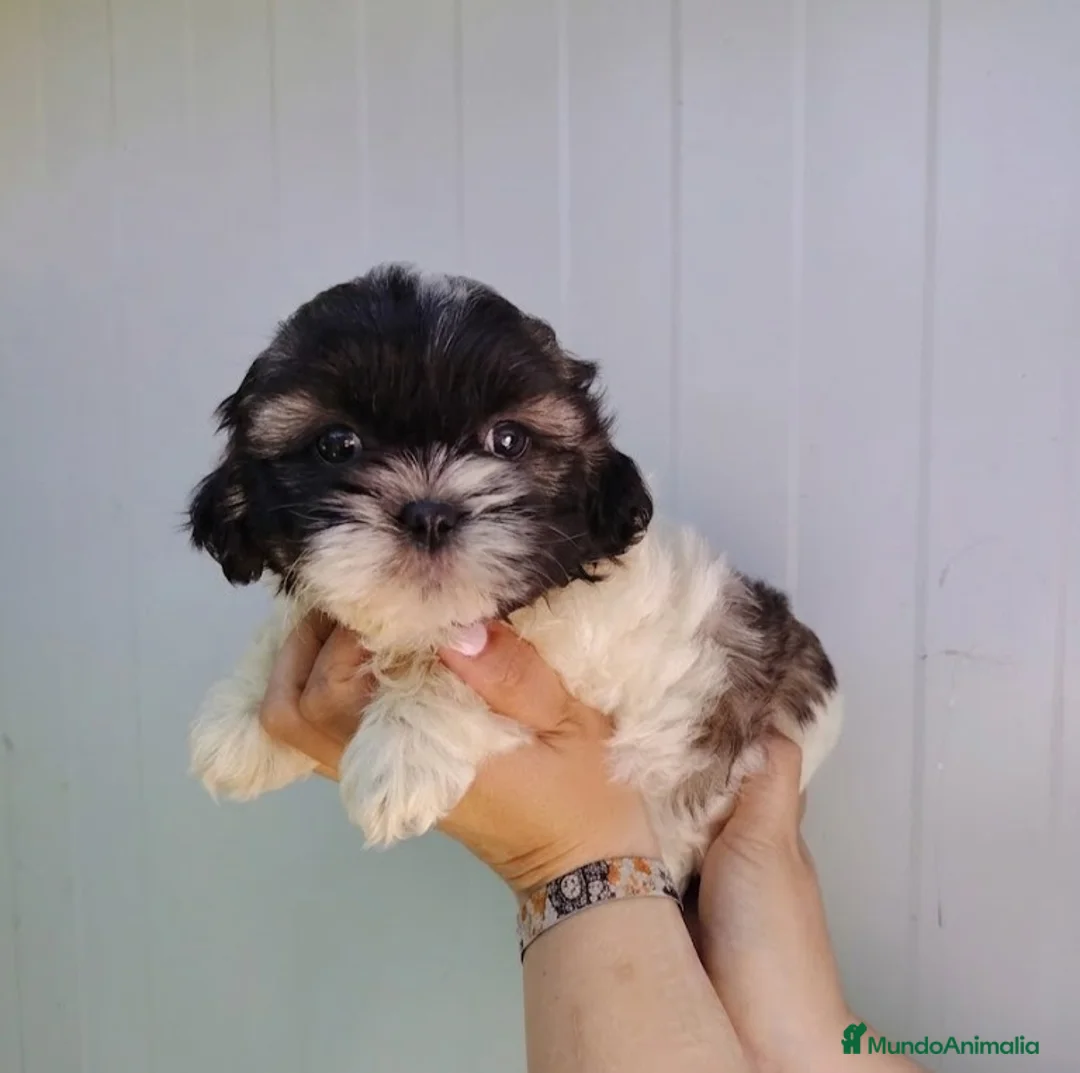 Shih Tzu perros en venta: shih tzu - Anuncio 2