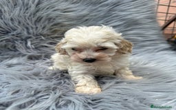 Maltipoo perros en venta: Maltipoo toy  - Imagen 3