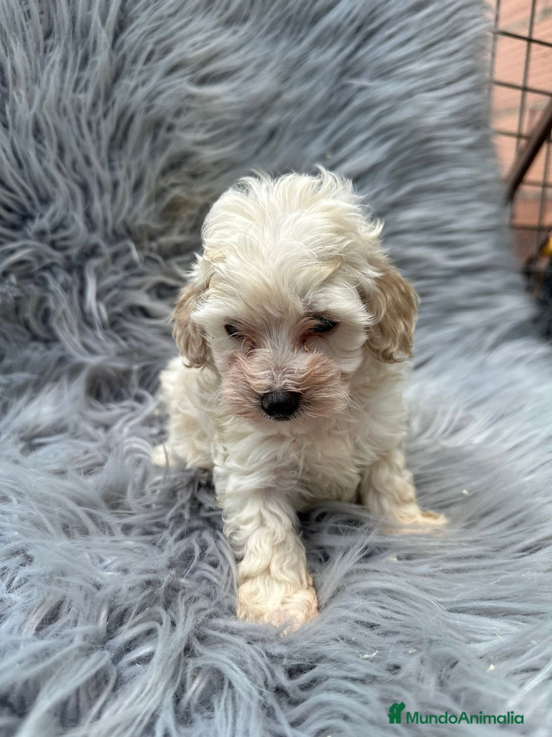 Maltipoo perros en venta: Maltipoo toy  - Imagen 3