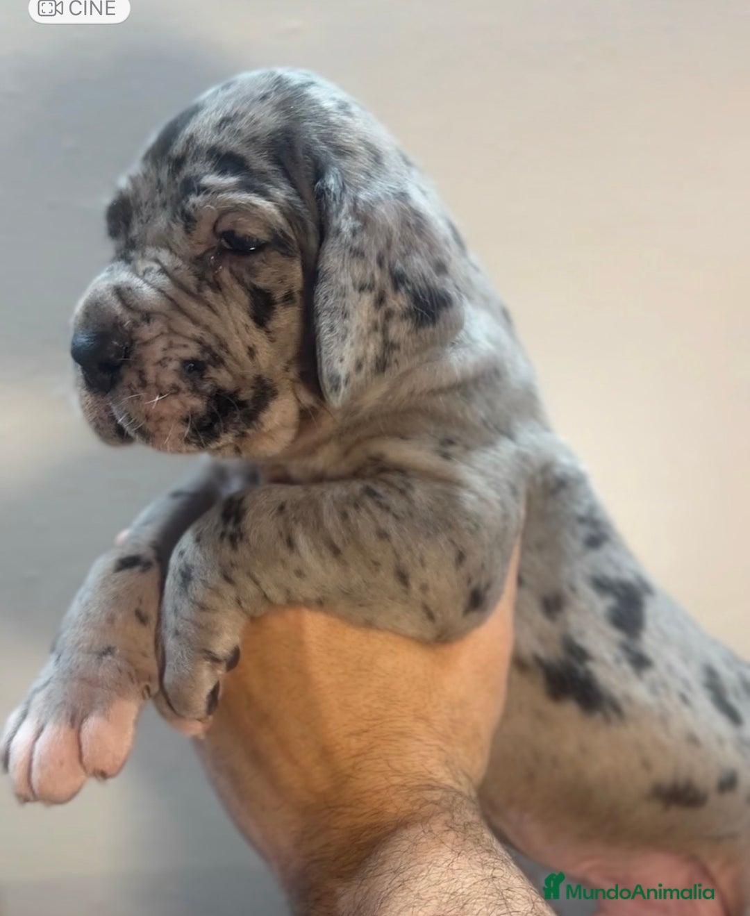 Dogo Alemán perros en venta: Camada de dogo aleman - Anuncio 2