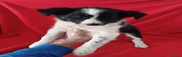 Border Collie perros en venta: Border Collie Blanco y Negro  - Anuncio 1