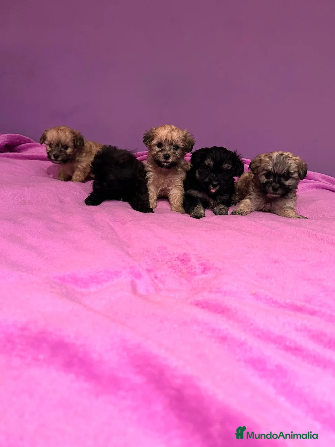 Yorkiepoo perros en venta: Yorkipoo - Anuncio 3