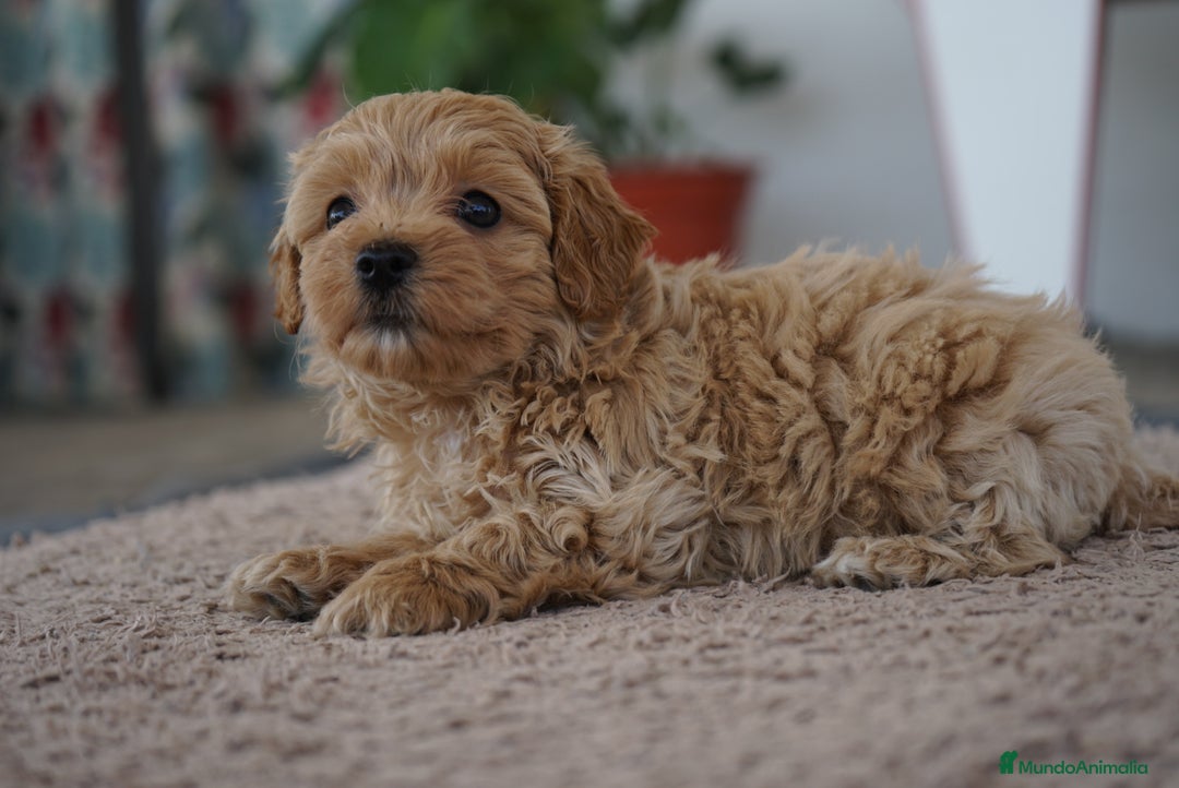 Maltipoo perros en venta: 🌟 Pequeños, tiernos y llenos de vida 💛 - Imagen 12